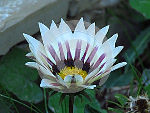 Blooming Gazania `Big Kiss White Flame` Hybrid. White and purple striped petals. Flowering garden flower. New day rose stripe.