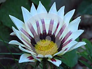 Blooming Gazania `Big Kiss White Flame` Hybrid. White and purple striped petals. Summer garden flower. New day rose stripe. ri