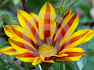 Blooming Gazania `Big Kiss Yellow Flame` Hybrid, `Tiger stripes`. Yellow and red striped petals.