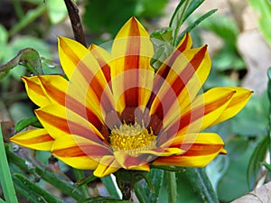 Blooming Gazania `Big Kiss Yellow Flame` Hybrid, `Tiger stripes`. Yellow and red striped petals. Flowering summer garden flower.