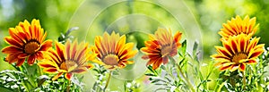 Blooming  gazania flowers or african daisy in a garden