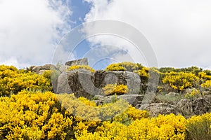 Blooming Genista plants