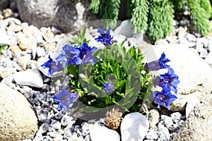 Blooming Gentiana acaulis