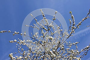 Blooming gentle white apple flower tree branch on sunny blue sky background. Spring time in Keukenhof flower garden