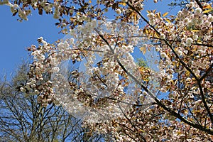 Blooming gentle white pink almond flower tree branch on blue sky background. Spring time in Keukenhof flower garden