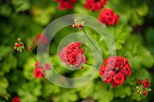 Blooming Geranium in the garden. Shot on vintage lens with high vignette. Shallow depth of field