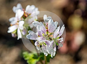 Blooming geranium Renardi