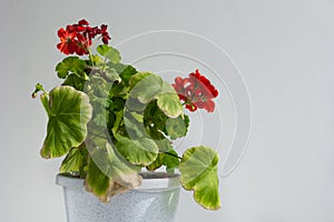 Blooming geranium with yellow leaves because of hotness on white background photo