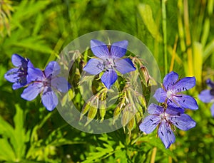 Blooming geraniums. meadow, field