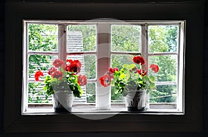 Blooming geraniums in window