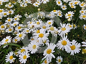 Blooming German chamomile Matricaria chamomilla in Kaluga Oblast of Central Russia