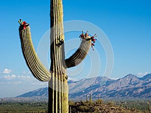 Blooming giant cactus at sunrise