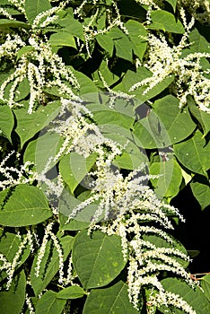 Blooming Giant Knotweed Invasive Plant