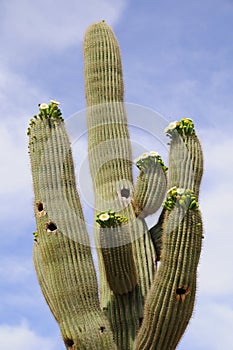 Blooming Giant Saguaro Cactus