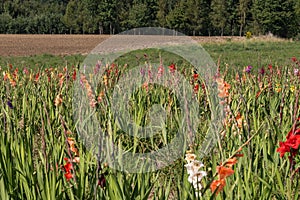 Blooming gladioli in a large field