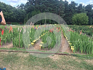 blooming gladioli playground