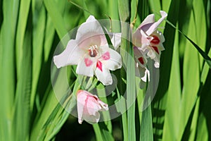 Blooming Gladiolus Nanus in the garden