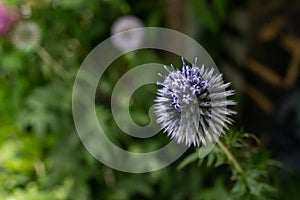 Globe Thistle in bloom
