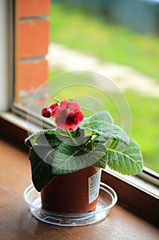 Blooming gloxinia in a pot standing on the windowsill