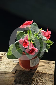 blooming gloxinia in a pot standing on a wooden stand