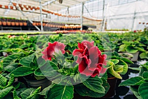 Blooming gloxinia Sinningia speciosa in greenhouse