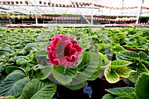 Blooming gloxinia Sinningia speciosa in greenhouse.