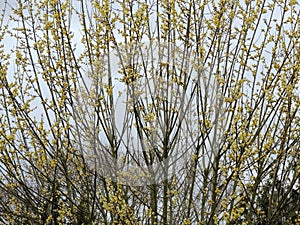 Blooming goat willow,Salix caprea