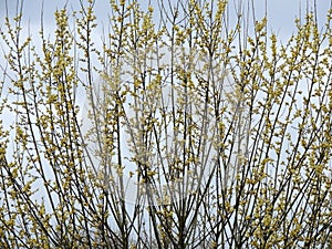Blooming goat willow,Salix caprea