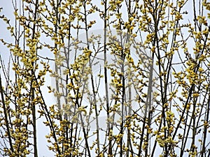 Blooming goat willow,Salix caprea