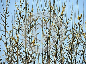 Blooming goat willow,Salix caprea