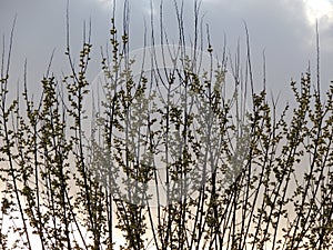 Blooming goat willow,Salix caprea