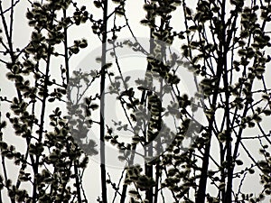 Blooming goat willow,Salix caprea