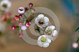 Floreciente dorado correr ciruela cera flor 