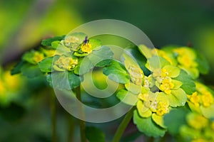 Blooming Golden Saxifrage Chrysosplenium alternifolium with soft edges. Has healing properties