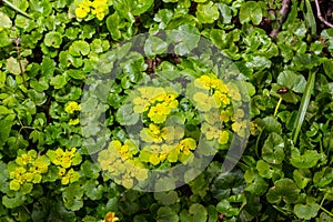 Blooming Golden Saxifrage Chrysosplenium alternifolium with soft edges. Selective focus. Has healing properties. Yellow spring