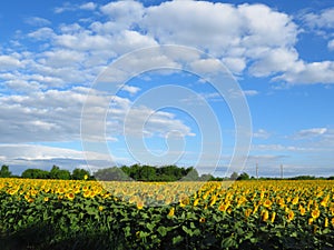 Blooming golden sunflowers against cloudy blue sky. Sunflower fields in Bulgaria. Common sunflower Helianthus.