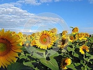 Blooming golden sunflowers against cloudy blue sky. Sunflower fields in Bulgaria. Sunflower fields in bloom.