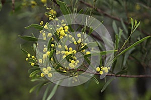 Blooming of Golden Wattle Flower (Acacia pycnantha, Mimosa tree) in Australia