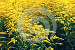 Blooming goldenrod. Solidago, or goldenrods, is a genus of flowering plants in the aster family, Asteraceae photo