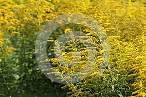 Blooming goldenrod. Solidago, or goldenrods, is a genus of flowering plants in the aster family, Asteraceae