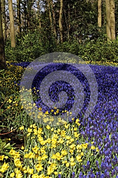 Blooming grape hyacinth field