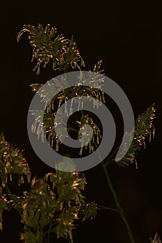 Blooming grass on the farmland. It`s time for haymaking.