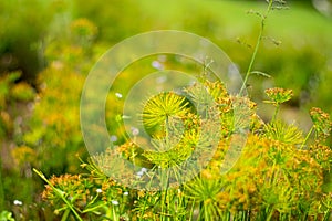 Blooming grass flower