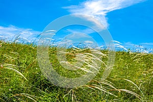 Blooming grass waddle in a green field under a blue sky