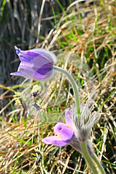 Blooming greater pasque flowers
