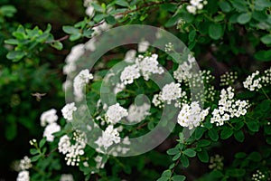 Blooming green bush Spiraea nipponica Snowmound with white flowers in spring. Floral texture. Soft selective focus photo