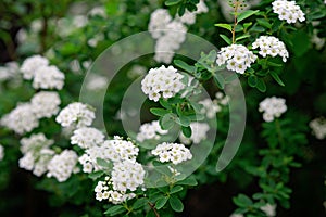 Blooming green bush Spiraea nipponica Snowmound with white flowers in spring. Floral texture. Soft selective focus photo