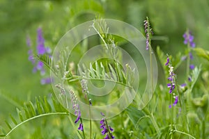 Blooming green herb with puple flowers background. Blooming licorice.