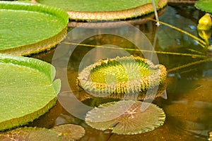 The blooming green leaf of Victoria Amazonis, a young leaf unfolds on the surface of the water