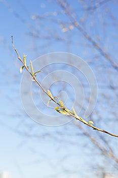 Blooming green leaves on a branch on a Sunny day